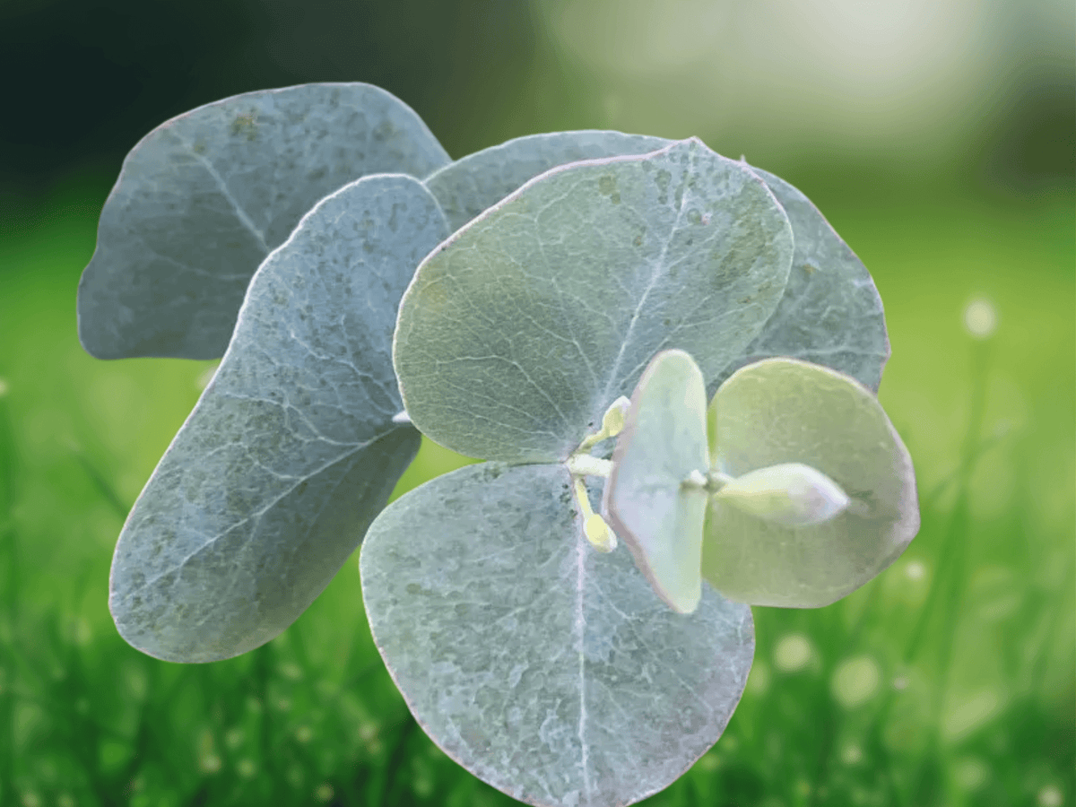 10 Seeds Eucalyptus cinerea Silver Dollar Eucalyptus Ornamental Foliage