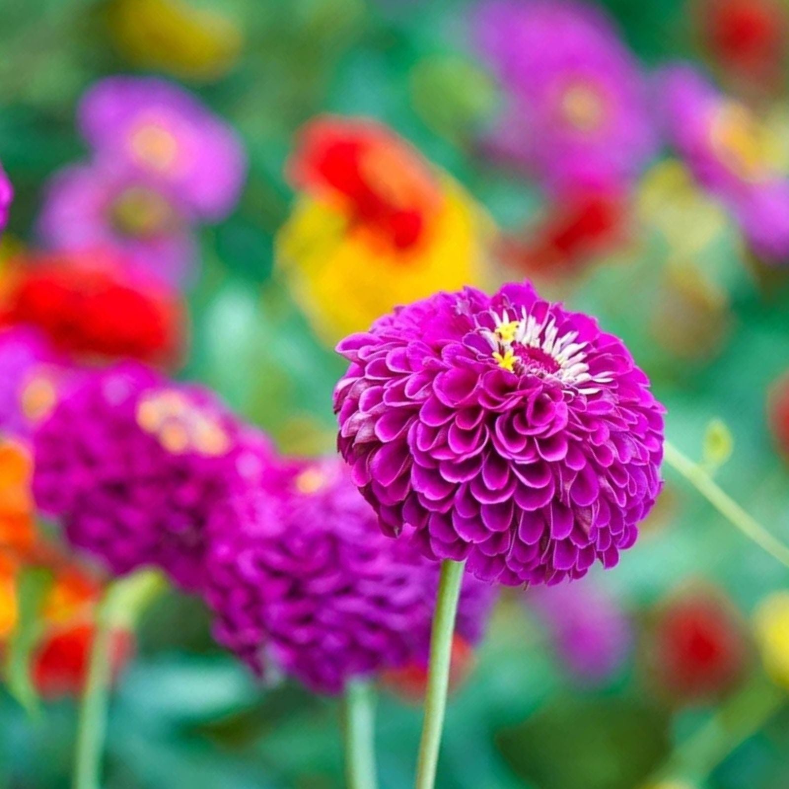 Zinnia Seeds for Planting - 250+ Cut and Come Again Seeds - Vibrant Colors - Zinnia elegans