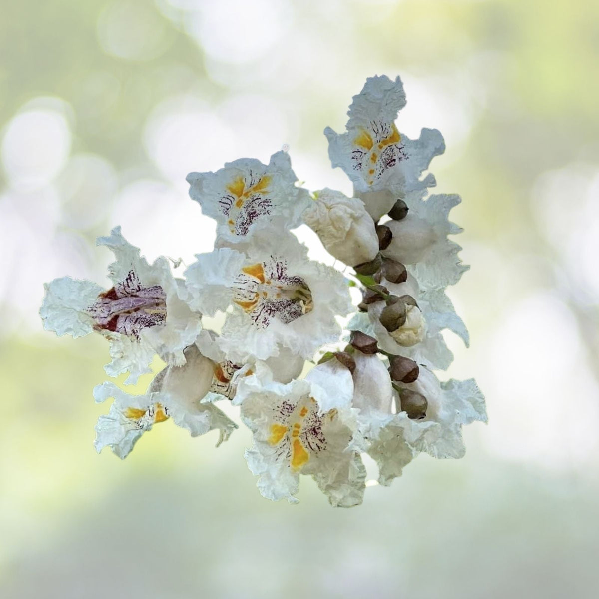 Southern Catalpa Tree Seeds - 10 Indian Bean Cigar Flowering Seeds - Catalpa bignonioides