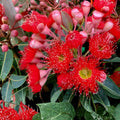 Fuchsia Gum Tree Seeds 10 Pack - Eucalyptus forrestiana Native Australian Tree Seeds for Planting