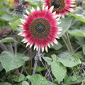 Organic Dwarf Sunflower Seeds 10 Pack Ms. Mars Pink Helianthus annuus USA Grown Free Shipping
