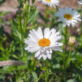 Shasta Daisy Seeds 25+ Bright White and Yellow Flowers Leucanthemum x superbum Garden Flower Seeds