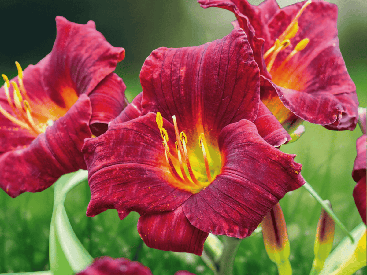 3 Live Plants Red Eyed Stella Daylily Perennial Bare Root Hemerocallis