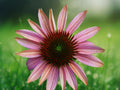 50 Seeds Echinacea Coneflower Perennial Soft Pink Blooms Hardy Drought Tolerant Pollinator Attractor Easy Grow Garden
