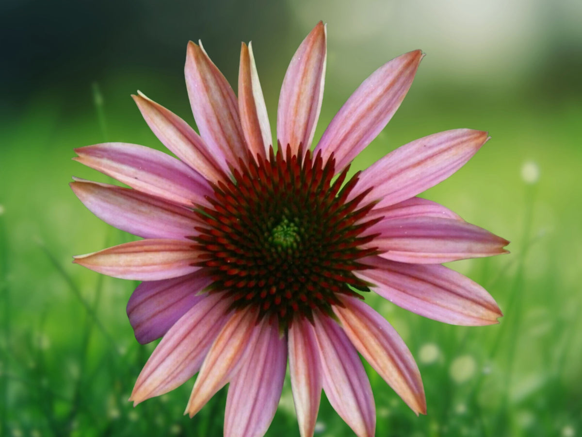 50 Seeds Echinacea Coneflower Perennial Soft Pink Blooms Hardy Drought Tolerant Pollinator Attractor Easy Grow Garden