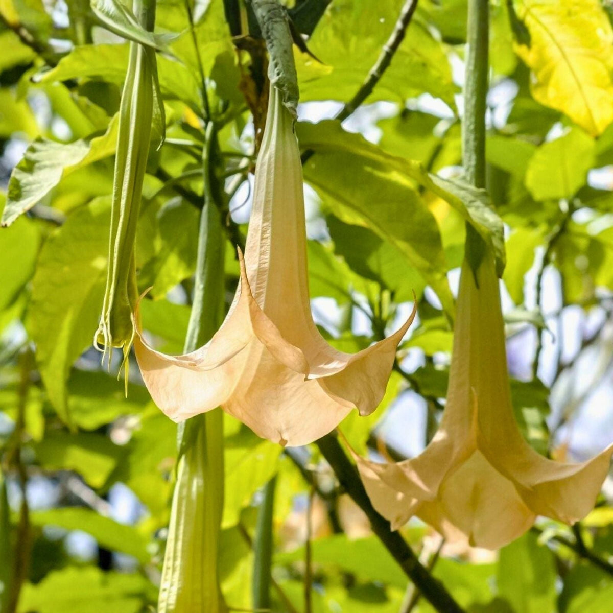 Rooted Angel Trumpet Cuttings 7" | Brugmansia Yellow, Pink, White Flowers for Gardens & Containers