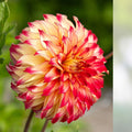 Dahlia Live Bulb Tuber 8-10" Yellow Red Blooms Perennial Flower Plant Lady Darlene