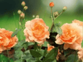 1 Live Plant At Last Rose Rosa Hybrid Flowering Shrub