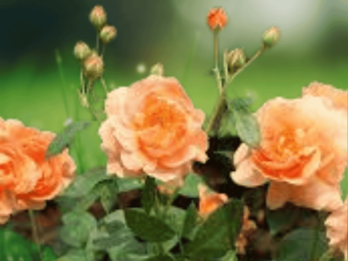1 Live Plant At Last Rose Rosa Hybrid Flowering Shrub