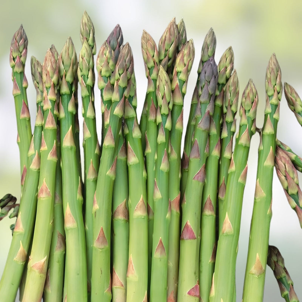 Mary Washington Asparagus Seeds - 100 Organic Heirloom Seeds - USA Grown - Asparagus officinalis