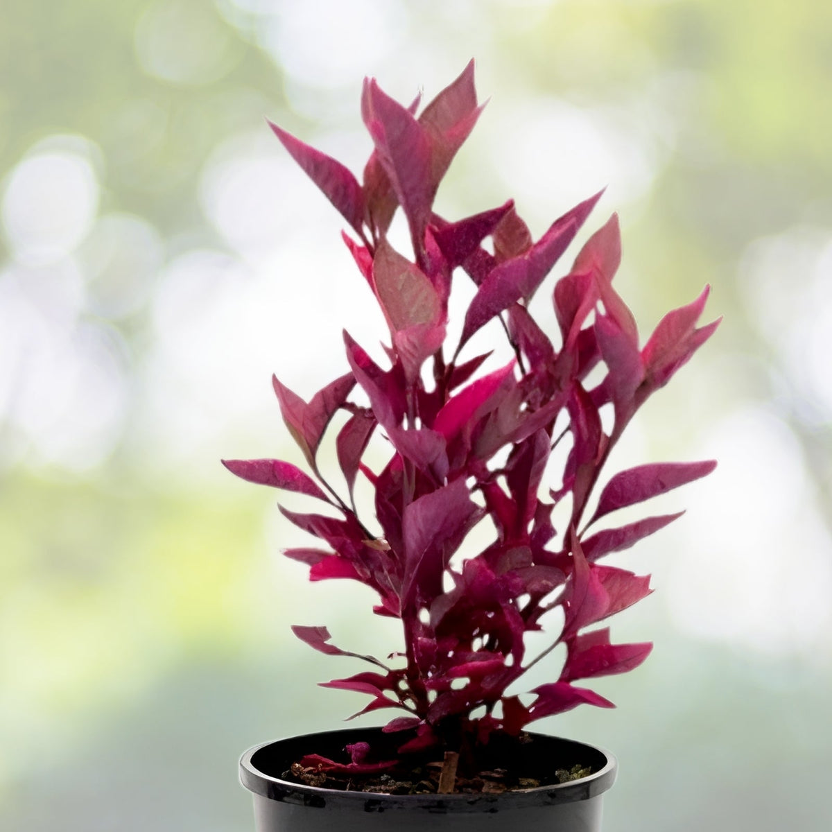 Live Alternanthera Plant | Multicolor Foliage Ground Cover | Alternanthera spp. | Perfect for Gardens & Landscaping