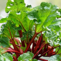 Victoria Rhubarb Crown Division - Live Bare Root Plant - Edible Perennial Vegetable - Rheum x hybridum