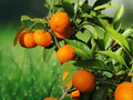 5 Seeds Citrus reticulata ‘Arctic Frost’ Mandarin Orange Cold Hardy Tree