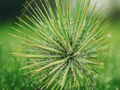 5 Seeds Yucca angustissima Narrowleaf Yucca Ornamental Evergreen Rosette