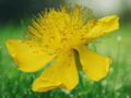 5 Seeds Hypericum calycinum (St John's Wort) Evergreen Groundcover