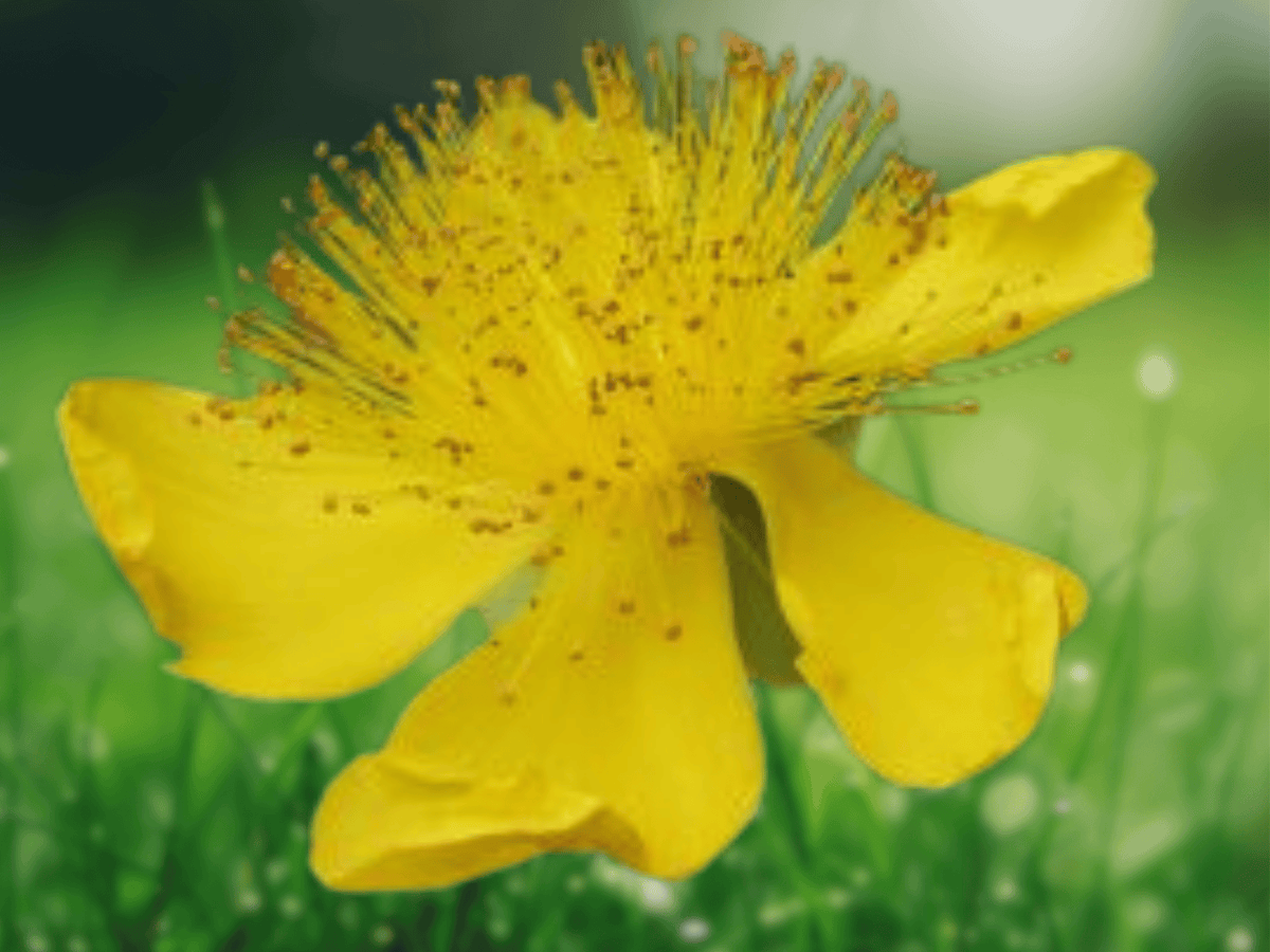 5 Seeds Hypericum calycinum (St John's Wort) Evergreen Groundcover