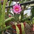 Epiphyllum Orchid Cactus Cutting - Grace Ann Variety - Tropical Houseplant - Don's Cuttings SEPT/3