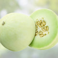 Honey Dew Melon Seeds 500 Pack Heirloom Non-GMO Sweet Green Cucumis melo Vegetable Seeds
