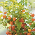 Tomatillo Seeds - 100+ Count - Cape Gooseberry, Chinese Lantern Fruit, Golden Ground Berry - Physalis peruviana - USA