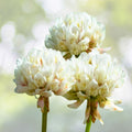 Dutch White Clover Live Organic Roots Plant 30+ Medium Nitrogen Fixer Trifolium repens