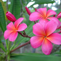 Pink Plumeria Cutting 10 Inch - Single Head Fresh Starter Cutting - Plumeria Rubra