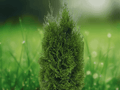 3 Live Plants Emerald Green Arborvitae Thuja occidentalis Privacy Evergreen