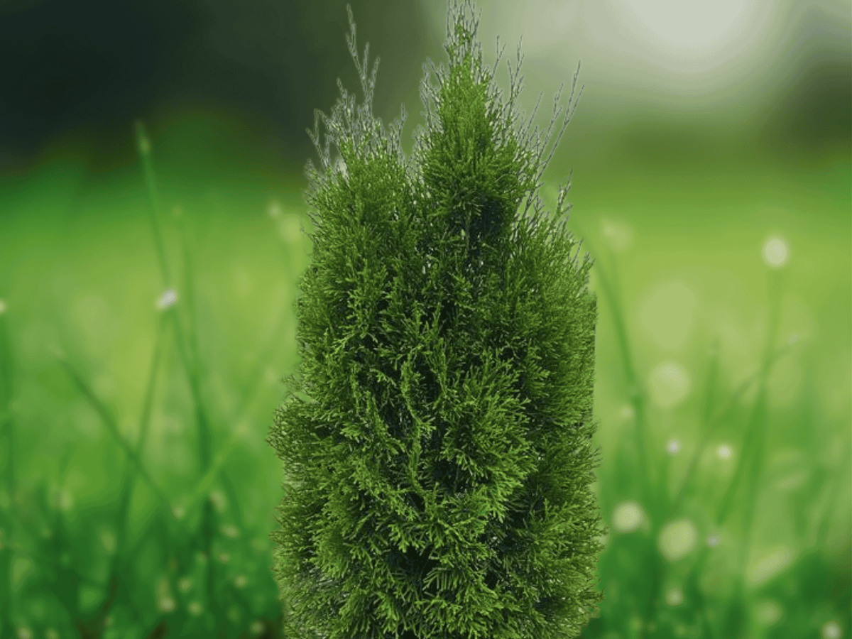 3 Live Plants Emerald Green Arborvitae Thuja occidentalis Privacy Evergreen