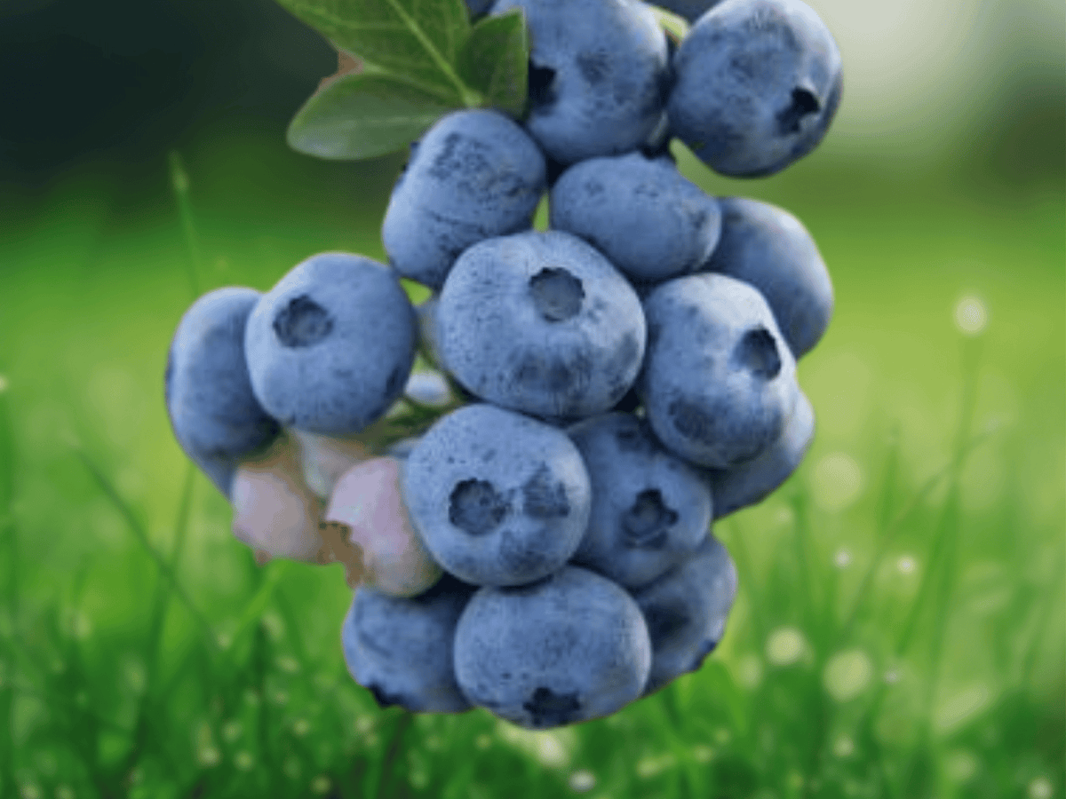 5 Starter Plugs Reka Blueberry Vaccinium corymbosum