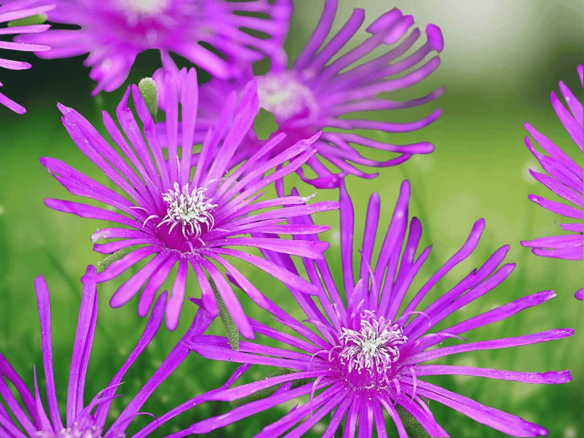 10 Seeds Delosperma John Proffitt Ice Plant Hardy Succulent Ground Cover