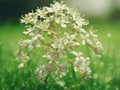 1 Bare Root Plant Gray Dogwood Cornus racemosa 12 Inches Native Shrub