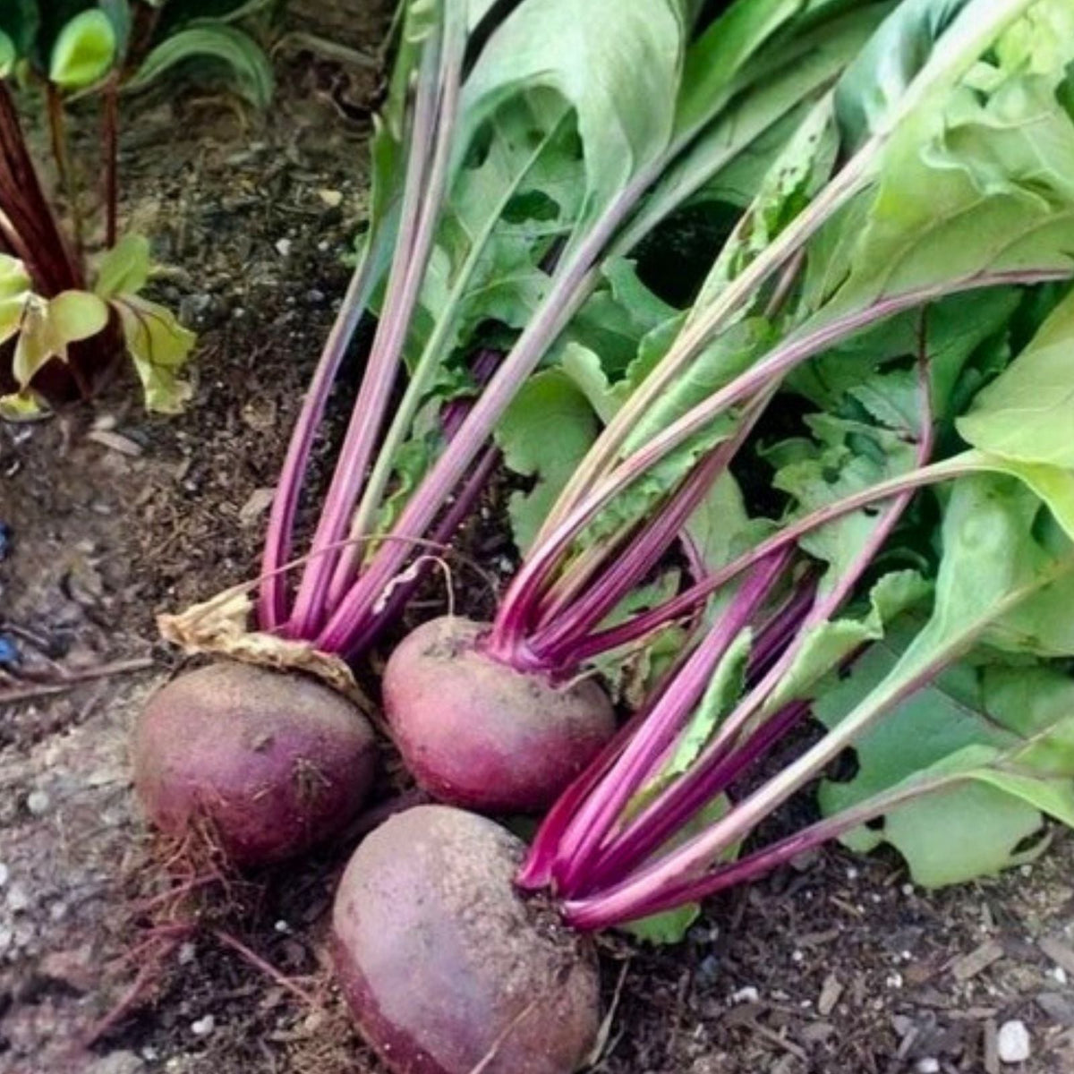 Beet Seeds 500 Count - Detroit Dark Red Heirloom Non-GMO Sweet Beets (Beta vulgaris) for Gardening and Cooking