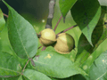 1 Pignut Hickory Tree 12" Carya glabra Bare Root Sapling