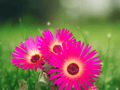10 Seeds Livingstone Daisy Dorotheanthus bellidiformis Succulent Flower