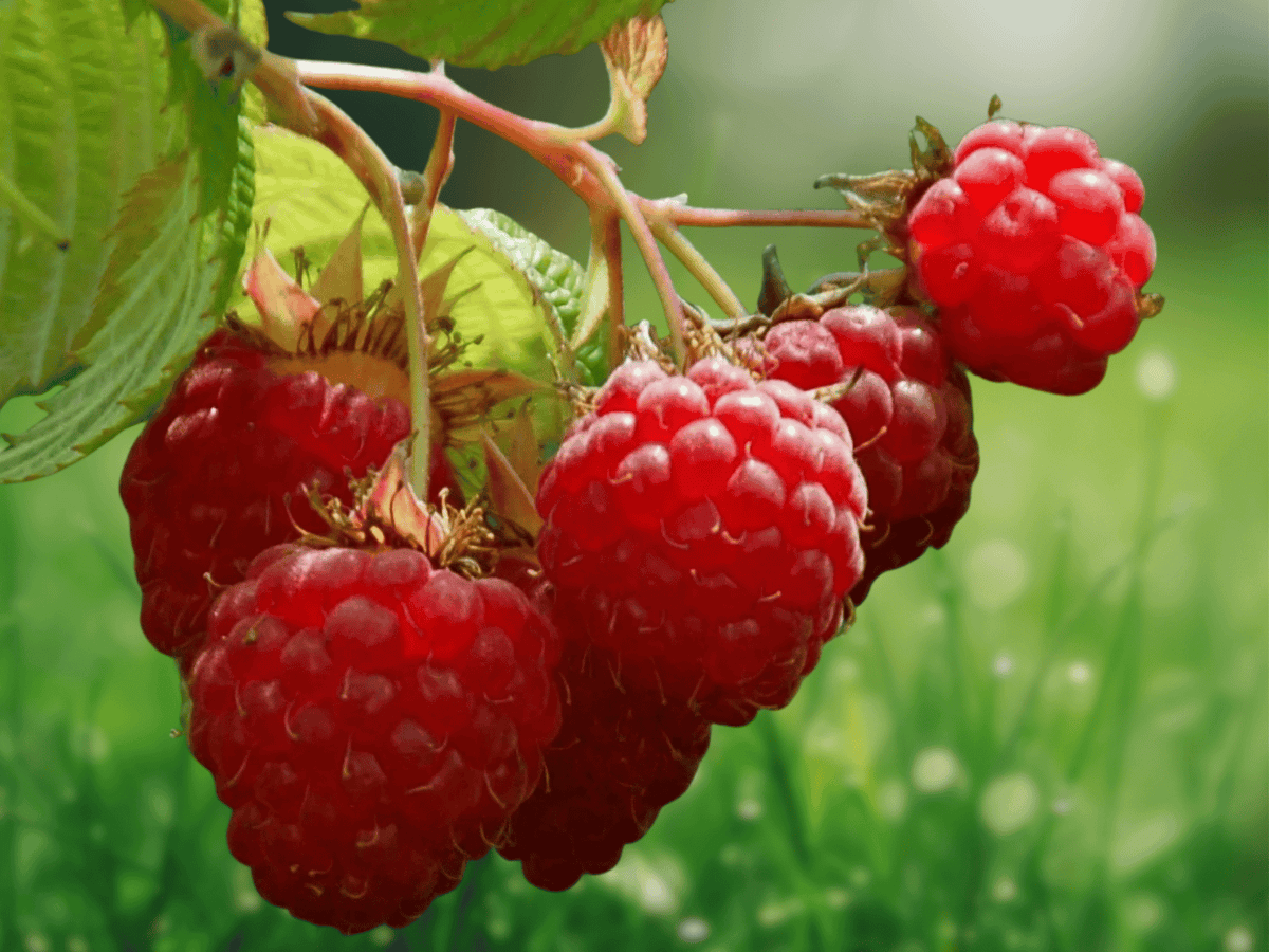10 Live Plant Canby Thornless Raspberry Rubus idaeus Starter Plug