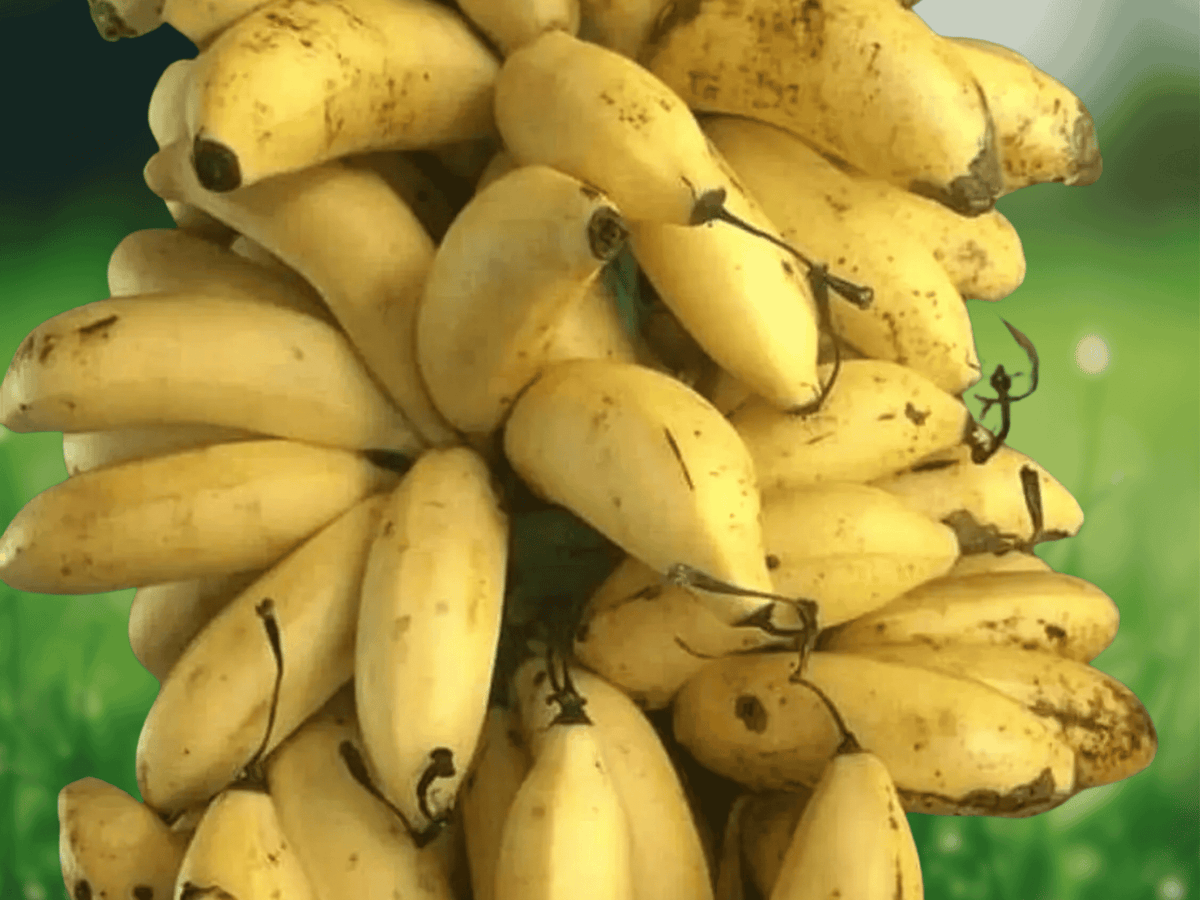 1 Live Plant Goldfinger Banana Tree FHIA-01 Musa acuminata balbisiana Starter Plug Tropical Fruiting Plant