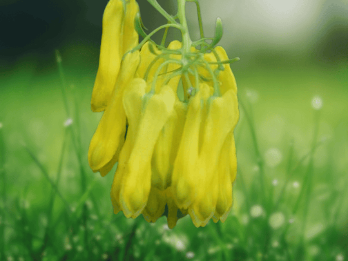 5 Seeds Climbing Yellow Dicentra Dicentra scandens Flowering Vine