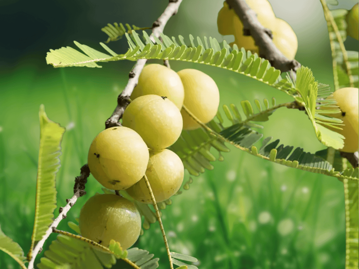 5 Seeds Phyllanthus emblica Amla Indian Gooseberry Tropical Fruit Tree