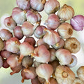 Organic Small Garlic Cloves Seeds for Planting   30+ Hand Harvested, Dried, Sprouted Allium Sativum