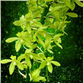 Orchid Plant Bulb Root with Flower – Grammatophyllum scriptum citrinum Lemon Green Fragrant Orchid