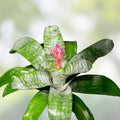 Bromeliad Plant Offset Aechmea KA'U Hawaiian Hybrid Indoor Garden Tropical Plant