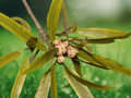 5 Seeds Brachychiton rupestris Queensland Bottle Tree Specimen Plant