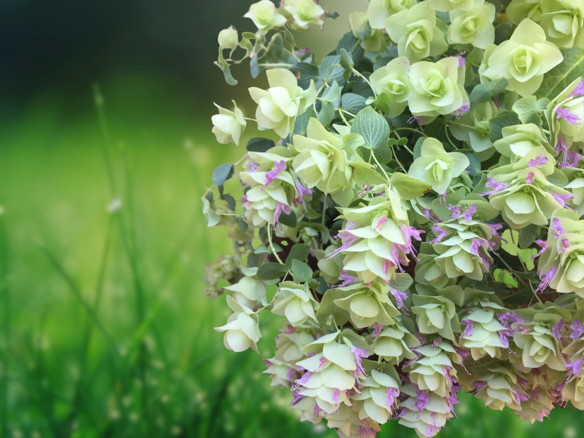 1 Live Plant Origanum Kent Beauty Ornamental Oregano Well Rooted Plug Trailing Cascade Flowering Herb for Baskets Patio