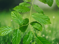 5 Seeds Holoptelea integrifolia Jungle Cork Tree Tropical Shade Tree