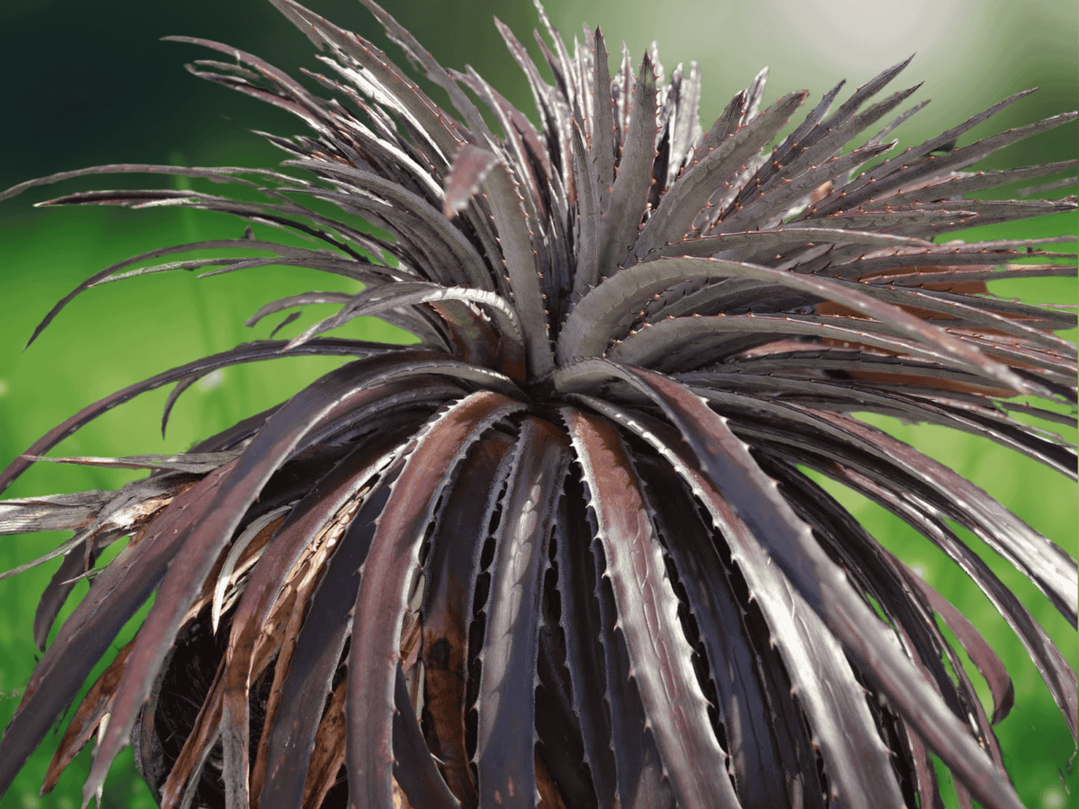 5 Seeds Dyckia Cherry Coke Hardy Bromeliad
