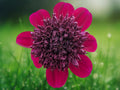 25 Seeds Dahlia Pinnata Rock Star Red White Bicolor Hardy Perennial Easy Grow Ornamental Garden Flower