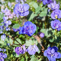 Desert Bluebell Seeds - 100 Count - Annual - Easy to Grow, Drought Tolerant Blooms (Phacelia campanularia)