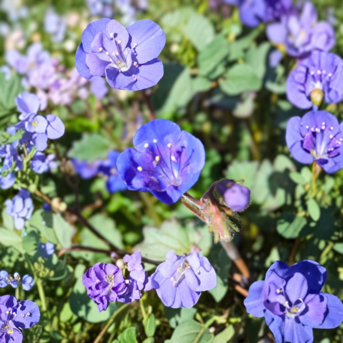 Desert Bluebell Seeds - 100 Count - Annual - Easy to Grow, Drought Tolerant Blooms (Phacelia campanularia)