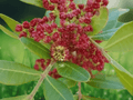 5 Seeds Pistacia lentiscus (Mastic Tree) Evergreen Shrub Seeds
