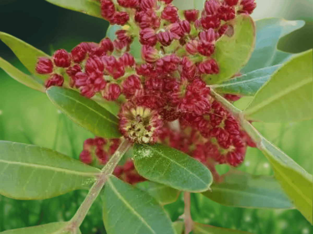 5 Seeds Pistacia lentiscus (Mastic Tree) Evergreen Shrub Seeds