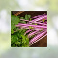 Heirloom Pink Celery Seeds 50 Pack Chinese Variety Non-GMO Organic Apium graveolens for Gardening